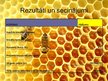 Biznesa plāns 'Uzņēmums SIA "Stelpes medus bite"', 30.