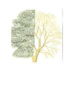 Referāts 'Vītols', 3.