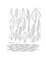 Referāts 'Vītols', 7.