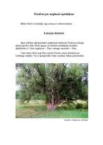 Referāts 'Vītols', 8.