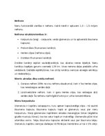 Konspekts 'Nieres', 2.