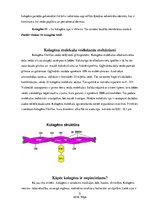 Referāts 'Kolagēnās šķiedras', 5.