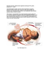 Konspekts 'Biotehnoloģijas', 6.