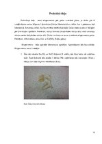 Referāts 'Ķīmisko vielu izmantošana ādas apstrādē', 15.