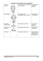 Konspekts 'Anatomijas termini organisma precīzai aprakstīšanai', 2.