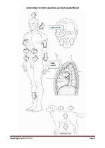 Konspekts 'Anatomijas termini organisma precīzai aprakstīšanai', 6.