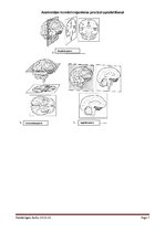 Konspekts 'Anatomijas termini organisma precīzai aprakstīšanai', 7.