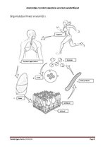 Konspekts 'Anatomijas termini organisma precīzai aprakstīšanai', 9.