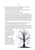 Konspekts 'Koks, tā īpašības, uzglabāšana un pārvadāšana', 4.