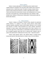 Konspekts 'Koks, tā īpašības, uzglabāšana un pārvadāšana', 7.