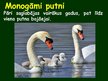 Prezentācija 'Putnu vairošanās', 9.