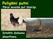 Prezentācija 'Putnu vairošanās', 11.