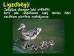 Prezentācija 'Putnu vairošanās', 24.