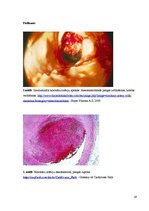 Konspekts 'Kolokvija kļūdu labojums', 19.