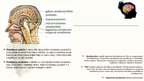 Prezentācija 'Galvas smadzeņu daļas un iegarenās smadzenes', 5.