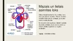 Prezentācija 'Asinsrites orgānu sistēma', 7.