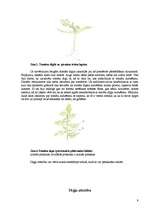 Referāts 'Tomāti', 9.