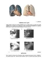 Referāts 'Smēķēšana, tās izplatība jauniešu vidū', 25.