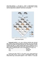 Referāts 'Starplokusu mijiedarbības veidi', 2.