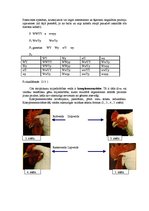 Referāts 'Starplokusu mijiedarbības veidi', 3.