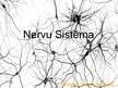 Prezentācija 'Nervu sistēma', 1.