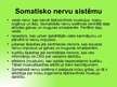 Prezentācija 'Nervu sistēma', 5.