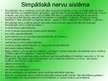 Prezentācija 'Nervu sistēma', 6.