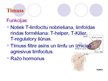 Prezentācija 'Imūnās šūnas', 21.