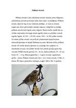 Konspekts 'Strazdi', 3.