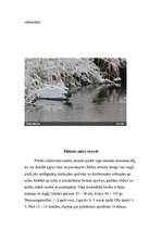 Konspekts 'Strazdi', 5.