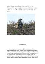 Konspekts 'Strazdi', 8.