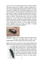 Prakses atskaite 'Bioģeogrāfijas prakses atskaite - biotopa aprakstīšana', 21.