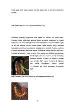 Prakses atskaite 'Bioģeogrāfijas prakses atskaite - biotopa aprakstīšana', 22.