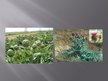 Prezentācija 'Lauka dārzeņu šķirņu izvēle bioloģiskajā lauksaimniecībā un artišoka audzēšana', 29.