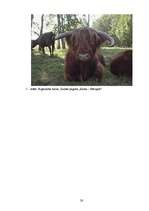 Referāts 'Bioloģiskās lauksaimniecības', 28.