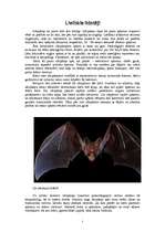 Referāts 'Sikspārņi', 5.