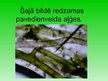 Prezentācija 'Aļģes', 12.