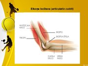 Referāts 'Laterālais epikondilīts jeb tenisista elkonis', 29.
