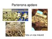 Prezentācija 'Klasicisma periods Atēnu akropoles arhitektūrā', 9.