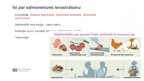 Prezentācija 'Infekcijas slimība salmoneloze', 2.