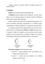 Referāts 'Optika', 14.