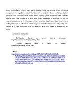 Konspekts 'Romāns "Līgavu mednieki"', 6.