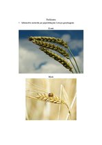 Konspekts 'Stundas plāns - maize', 2.