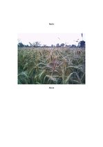 Konspekts 'Stundas plāns - maize', 3.