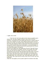 Konspekts 'Stundas plāns - maize', 4.