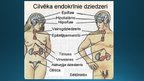Prezentācija 'Endokrīnā sistēma', 5.