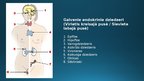 Prezentācija 'Endokrīnā sistēma', 12.