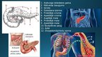 Prezentācija 'Endokrīnā sistēma', 25.