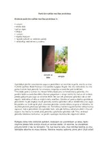 Referāts 'Veselīgas pārtikas ražošana un lietošana', 34.