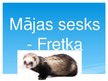 Prezentācija 'Mājas sesks - fretka', 1.